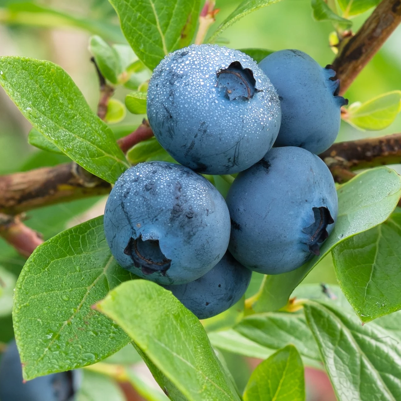 Heidelbeere Berkeley | © Bio Baumschule Geers GbR