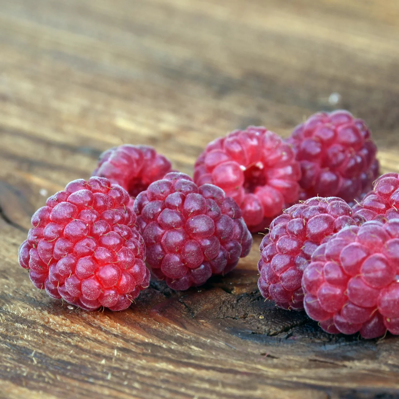 Himbeere 'Korbfüller' | © Glauser's Bio-Baumschule