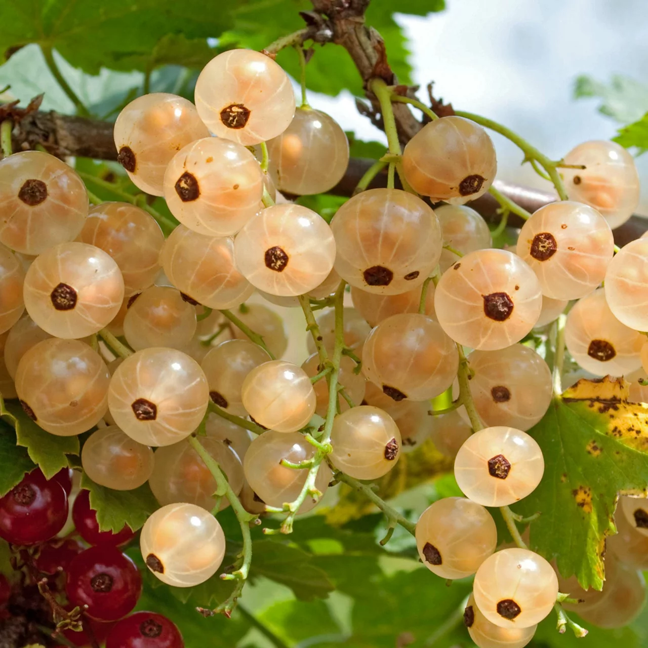 Johannisbeere Weisse Versailler | © R. Rombach Pflanzenproduktion