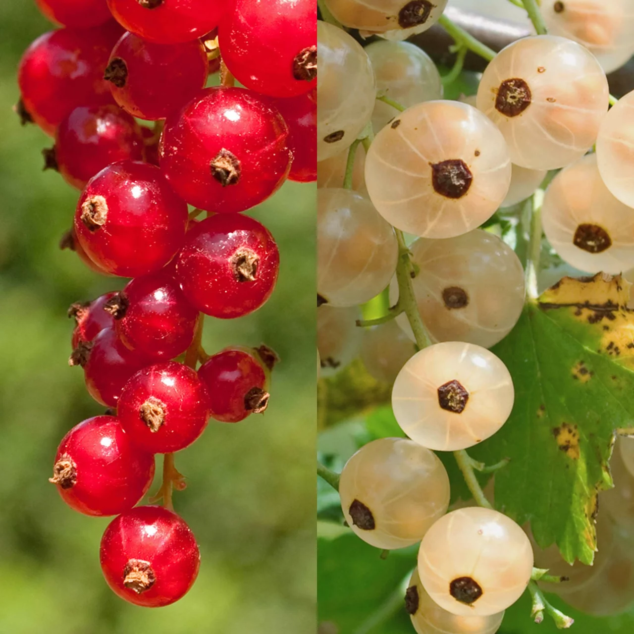 Duo de groseilliers Rovada et Weisse Versailler | © R. Rombach Pflanzenproduktion
