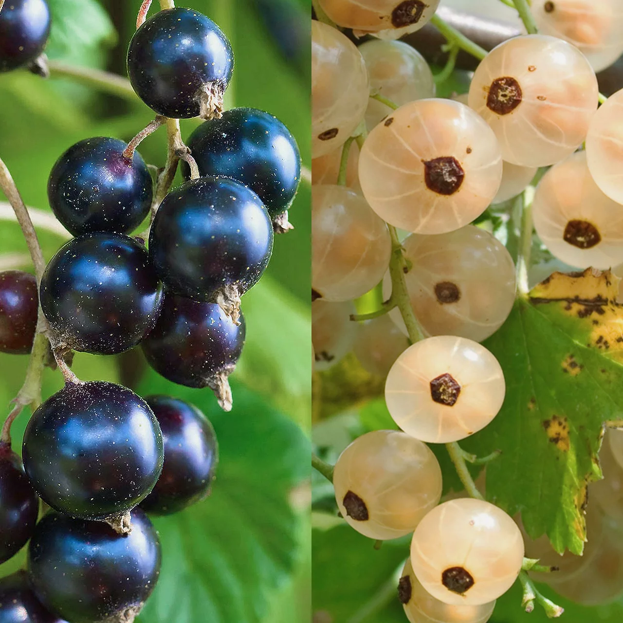Duo de groseilliers Weisse Versailler et Titania | © R. Rombach Pflanzenproduktion