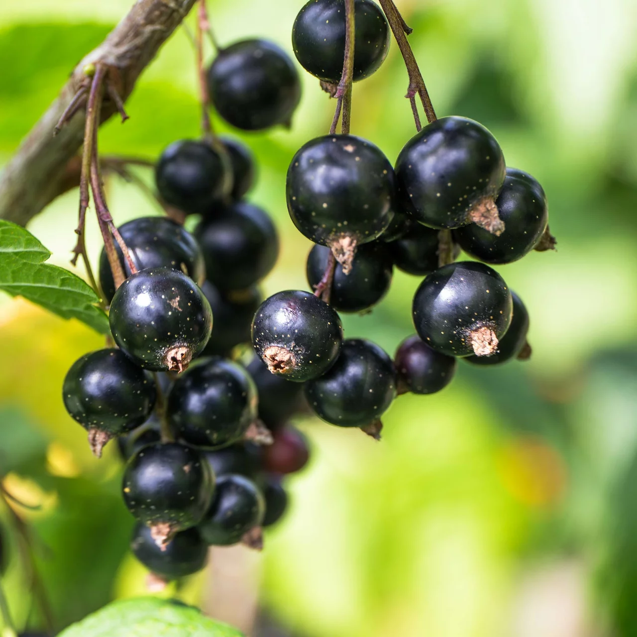 Johannisbeere Lowberry® Little Black Sugar | © R. Rombach Pflanzenproduktion