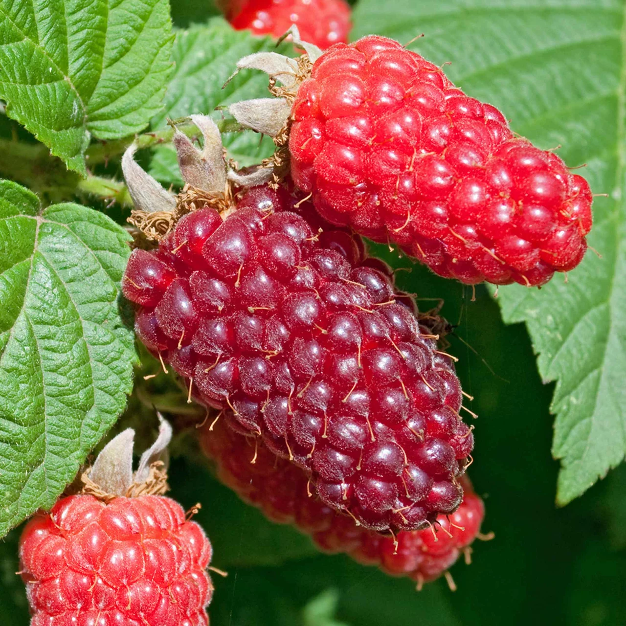 Loganbeere | © R. Rombach Pflanzenproduktion