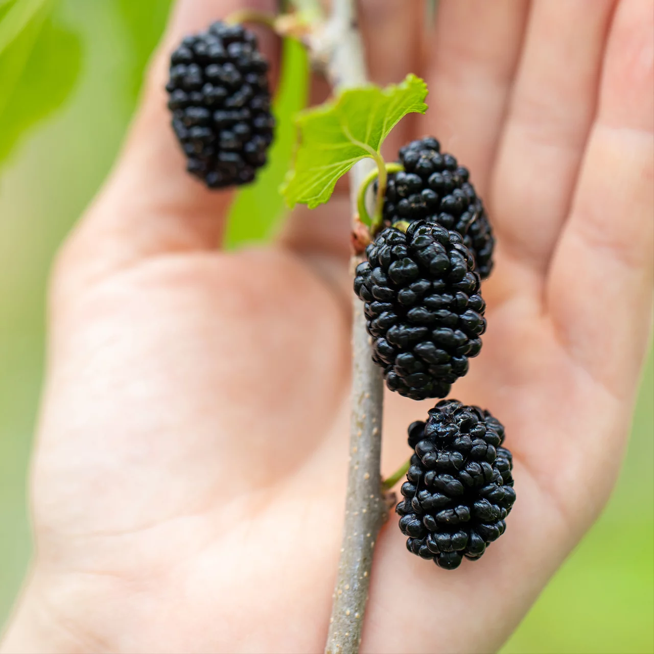 Maulbeere Giant Fruit® | © R. Rombach Pflanzenproduktion