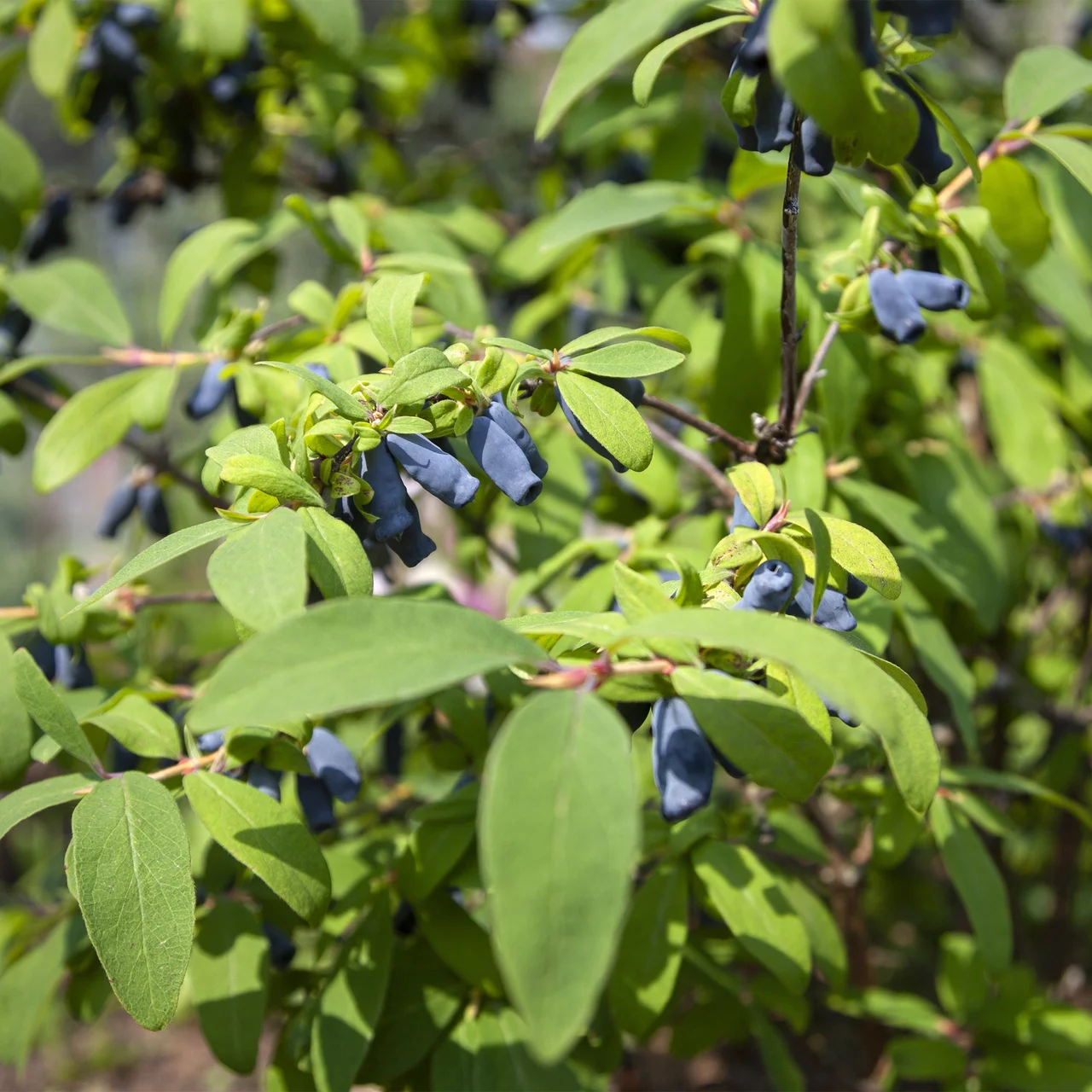 Chèvrefeuille bleu | © Glauser's Bio-Baumschule