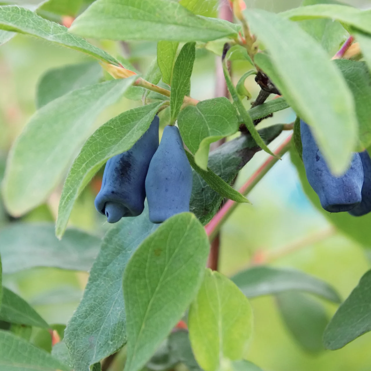 Blaue Heckenkirsche  Biologische einheimische Wildstrucher