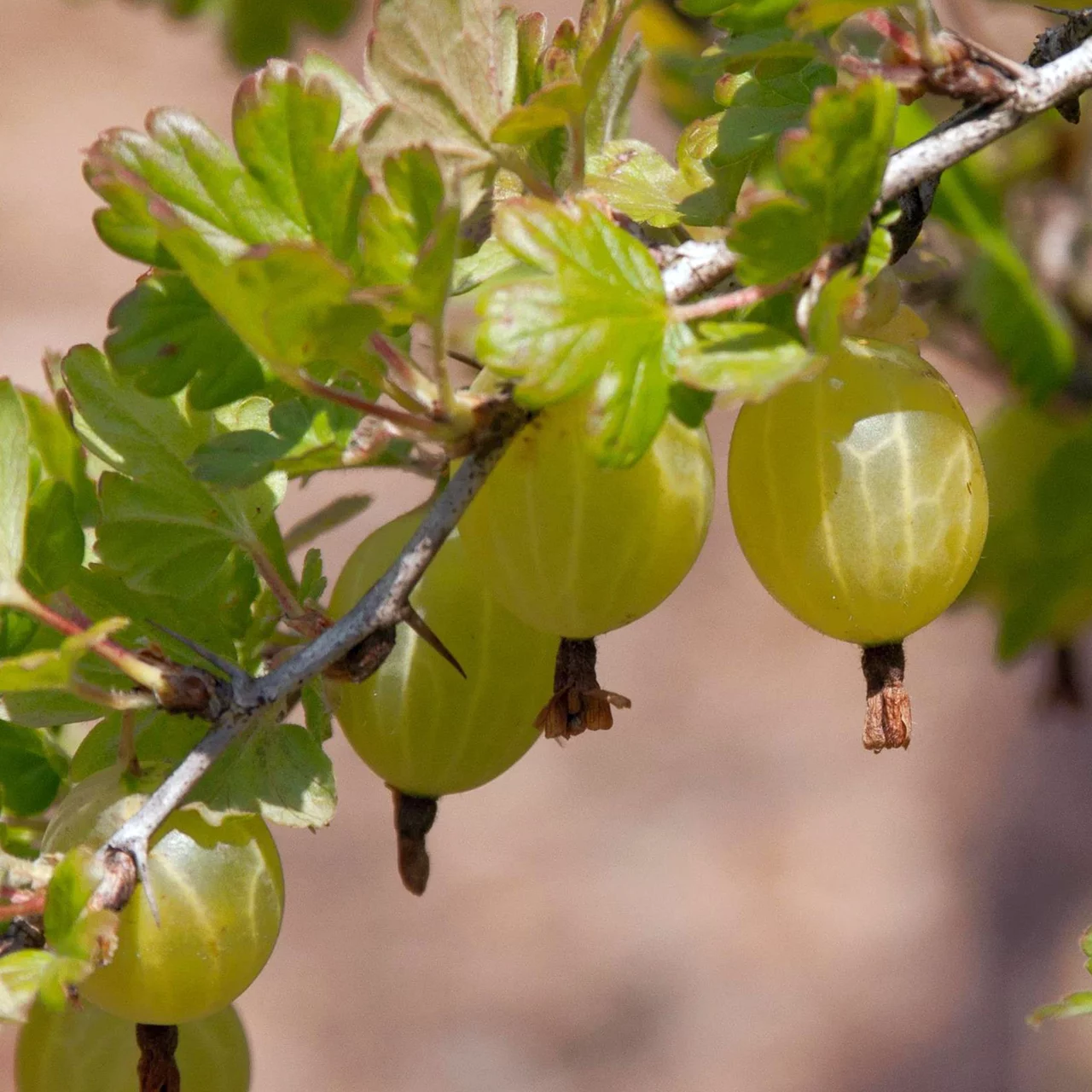 Stachelbeere Hinnonmäki gelb | © Bio Baumschule Geers GbR