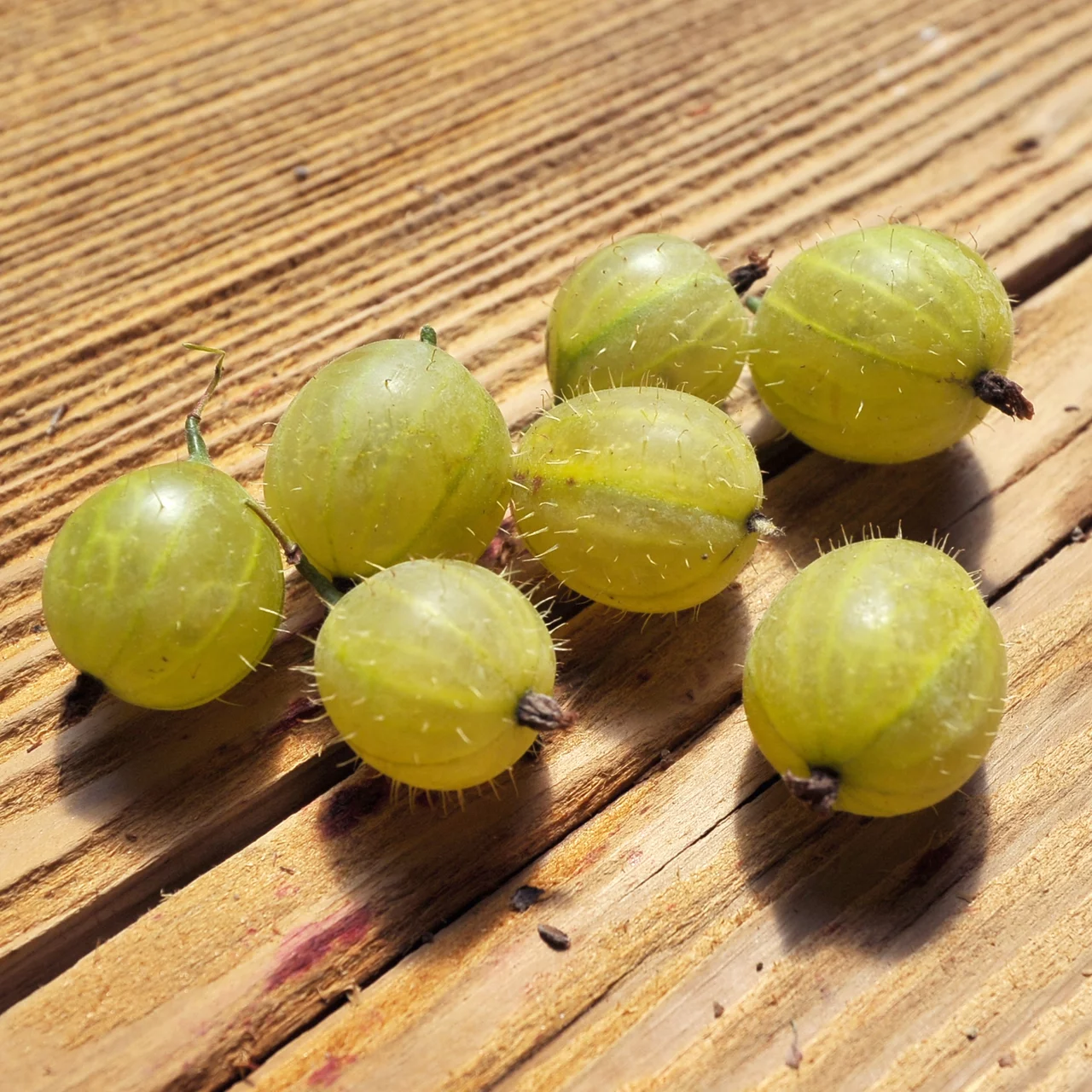 Stachelbeere Invicta | © Bio Baumschule Geers GbR