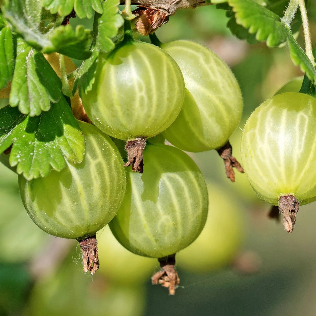Groseillier à maquereau Süsse Lea® | © R. Rombach Pflanzenproduktion