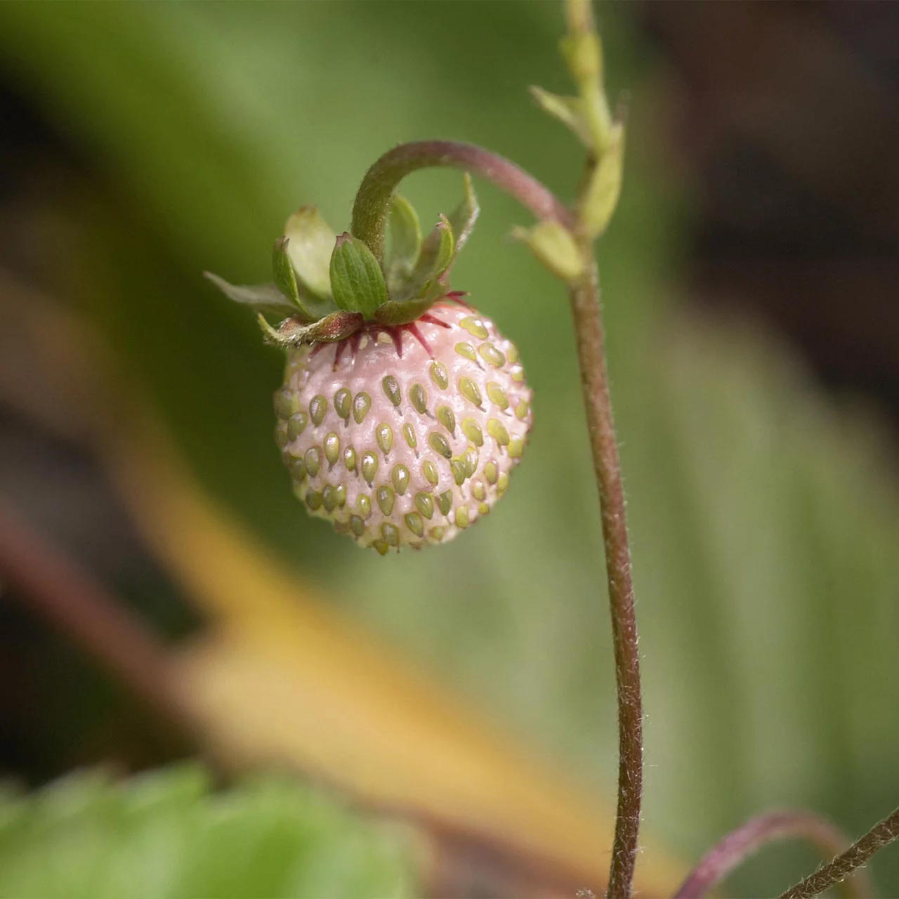 Fraisiers des bois 'Alba'