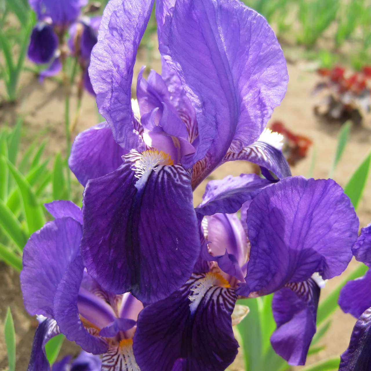 Bltenstaude Schwertlilie Bauerngarten