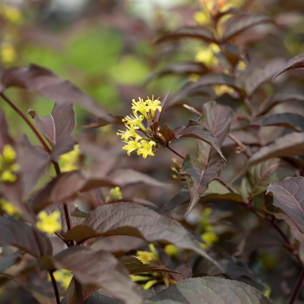 Diervillée élégant 'Diva' | © R. Rombach Pflanzenproduktion