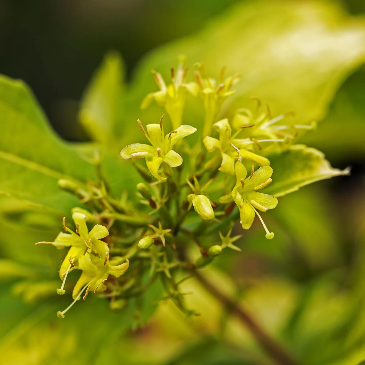 Diervillée des ruisseaux 'Honeybee' | © R. Rombach Pflanzenproduktion