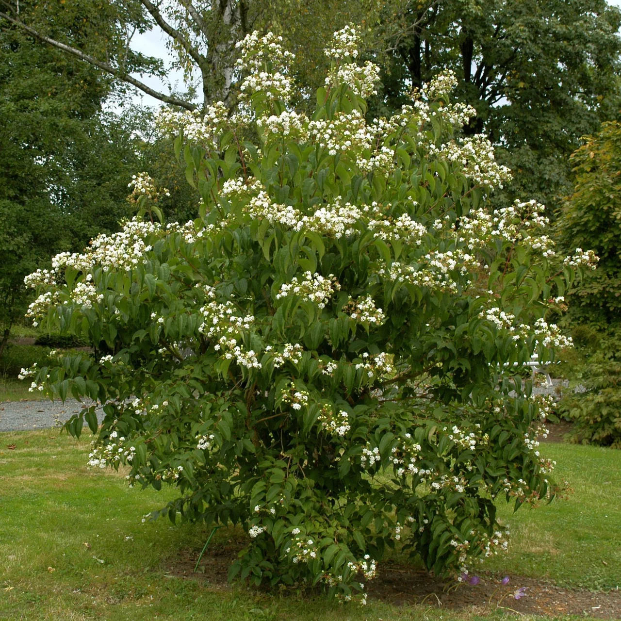 Heptacodion de Chine ou Arbre des Sept Fils | © R. Rombach Pflanzenproduktion