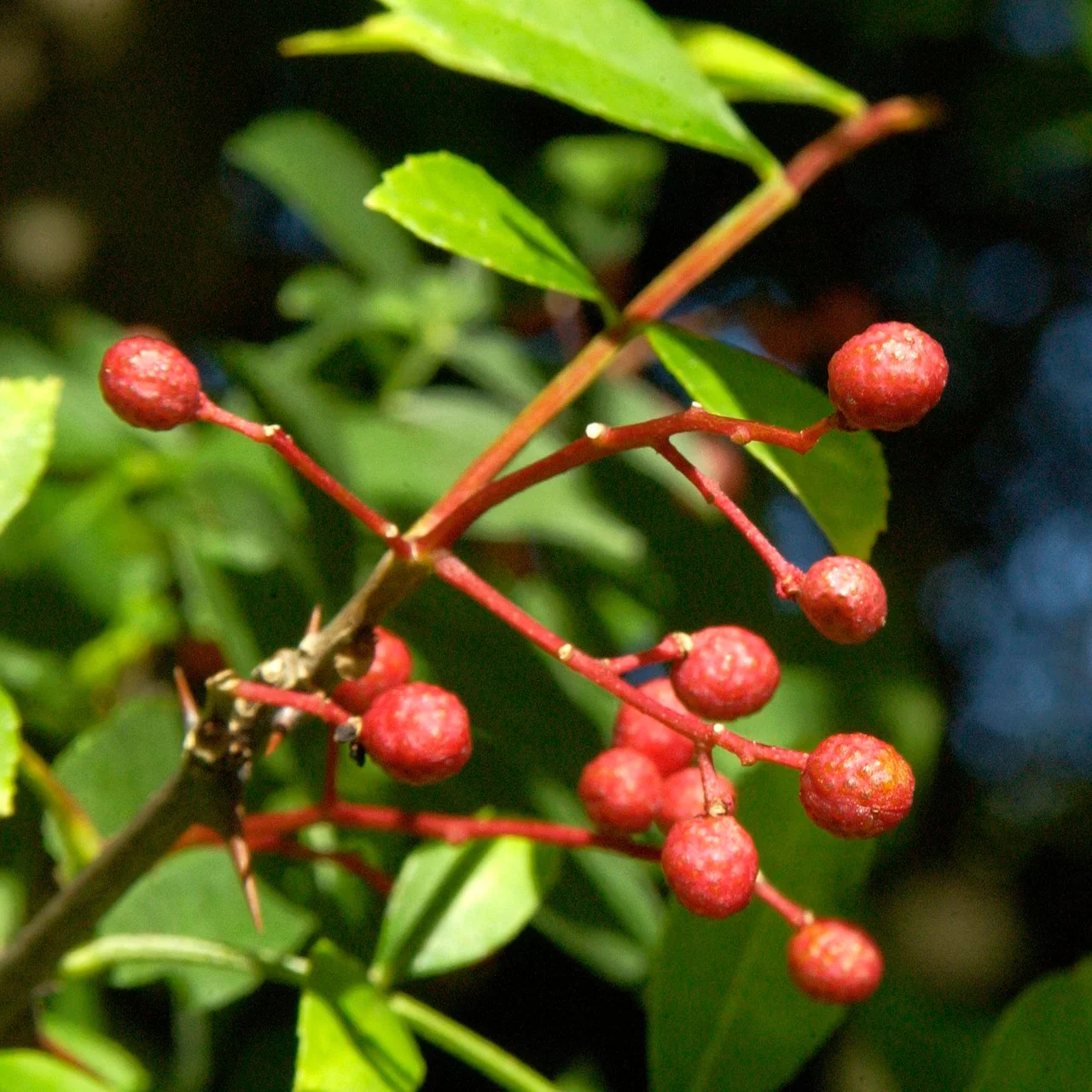 Poivrier du Sichuan | © R. Rombach Pflanzenproduktion