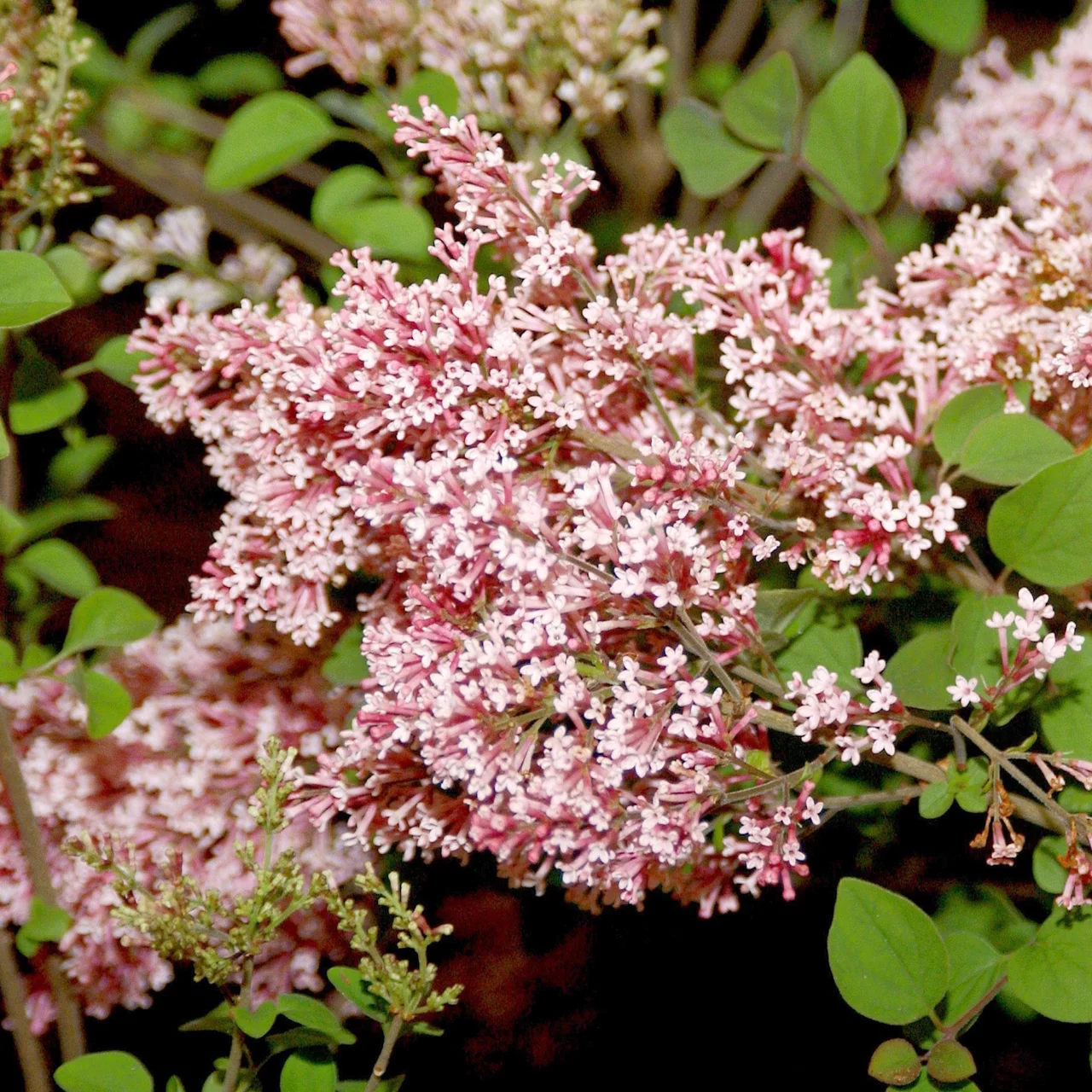 Lilas nain 'Tinkerbelle®' | © R. Rombach Pflanzenproduktion