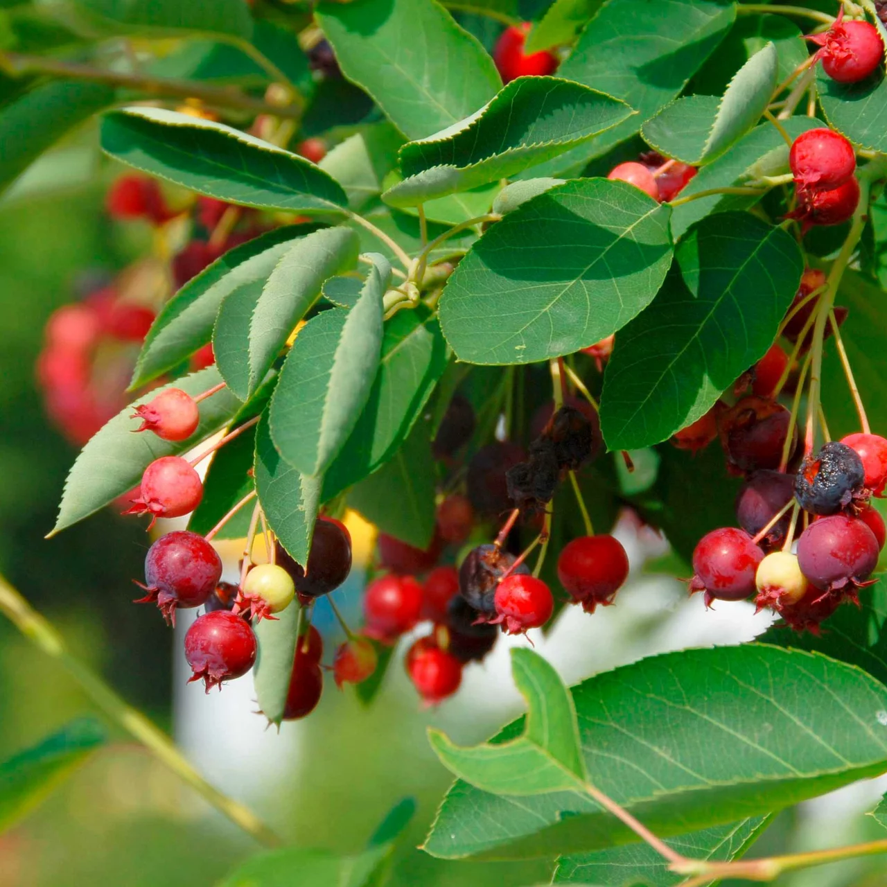 Amélanchier de Lamarck 'Northline' | © R. Rombach Pflanzenproduktion