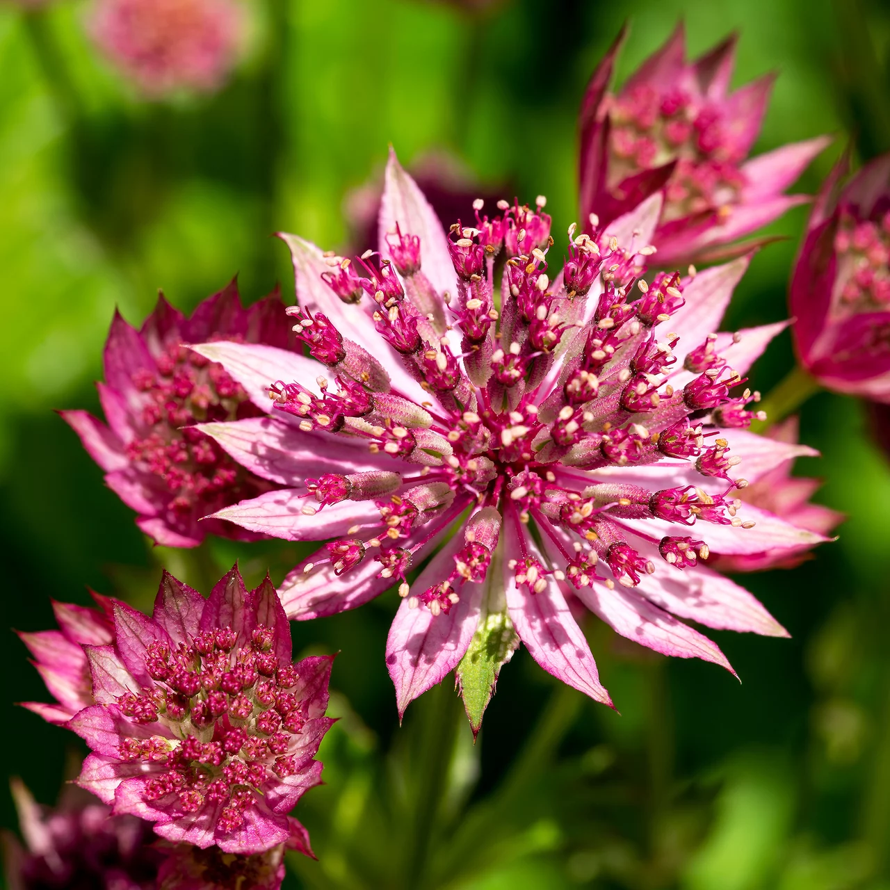 Blütenstaude Grosse Sterndolde 'Roma' | © Hospenthal-Kägi AG