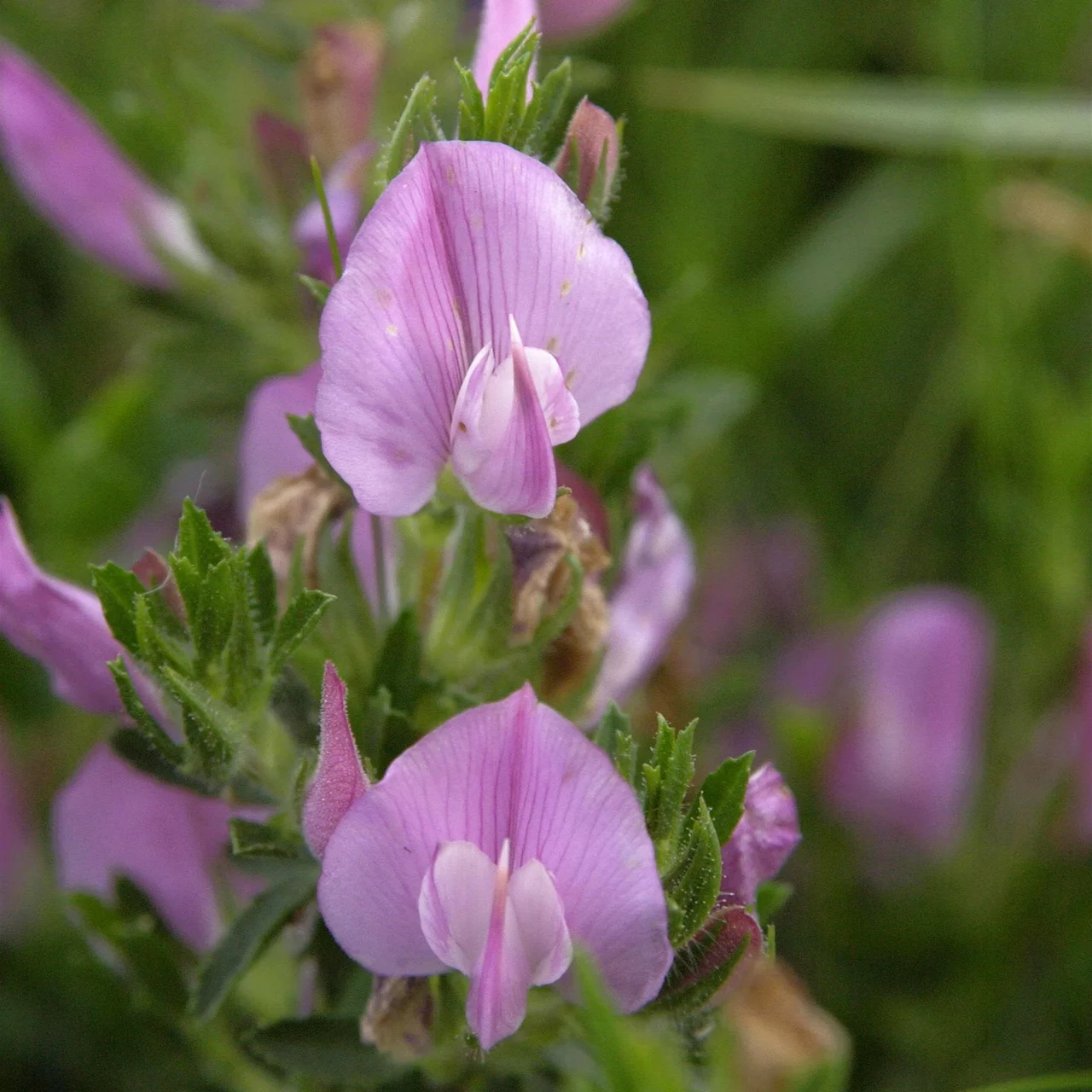 Bltenstaude Kriechender Hauhechel