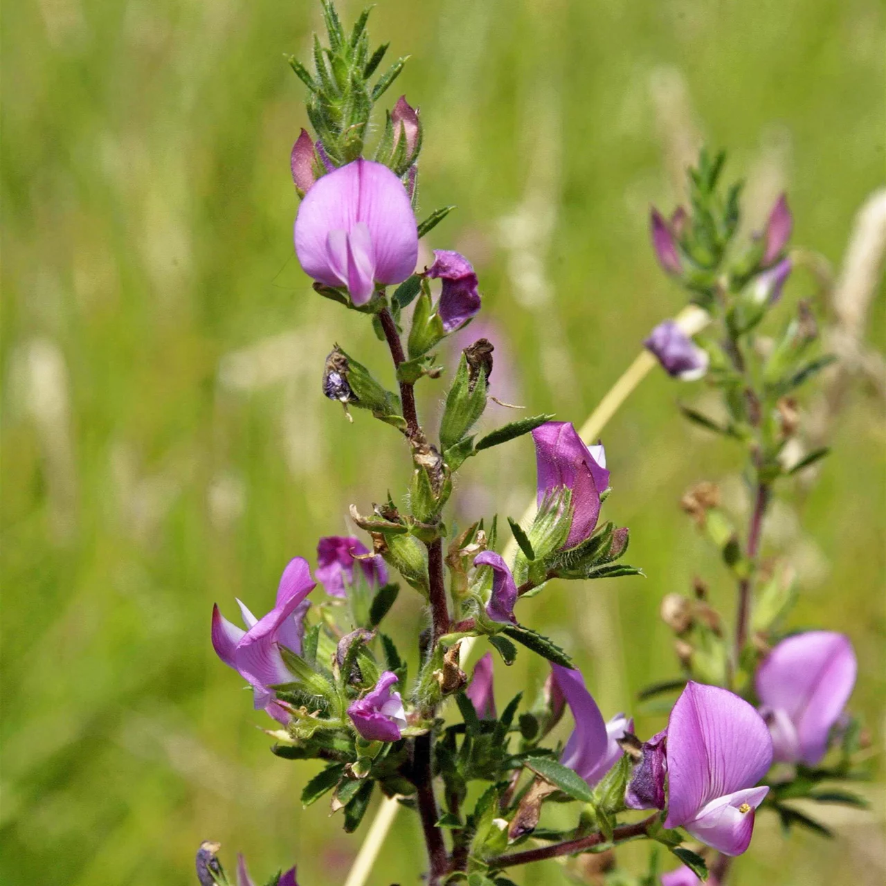 Bltenstaude Kriechender Hauhechel