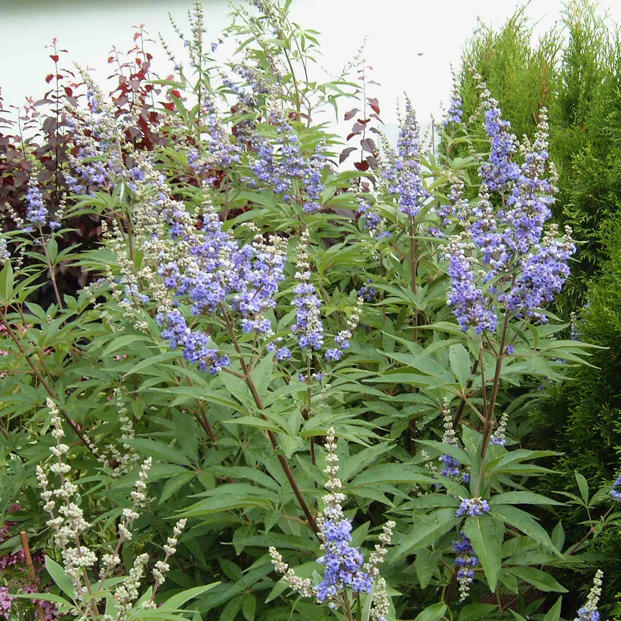 Arbre au poivre ou gattilier | © R. Rombach Pflanzenproduktion