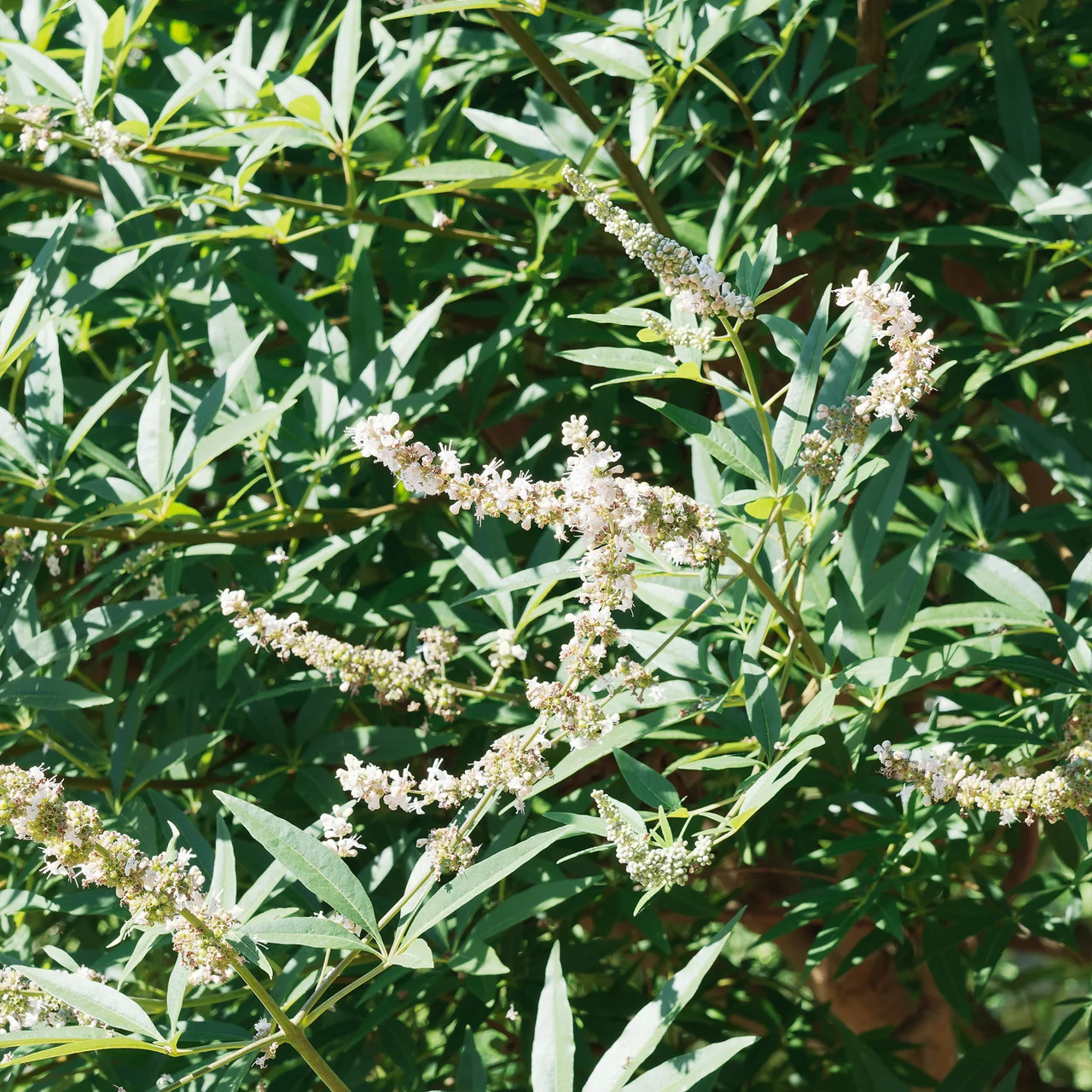 Mönchspfeffer weiss | © R. Rombach Pflanzenproduktion