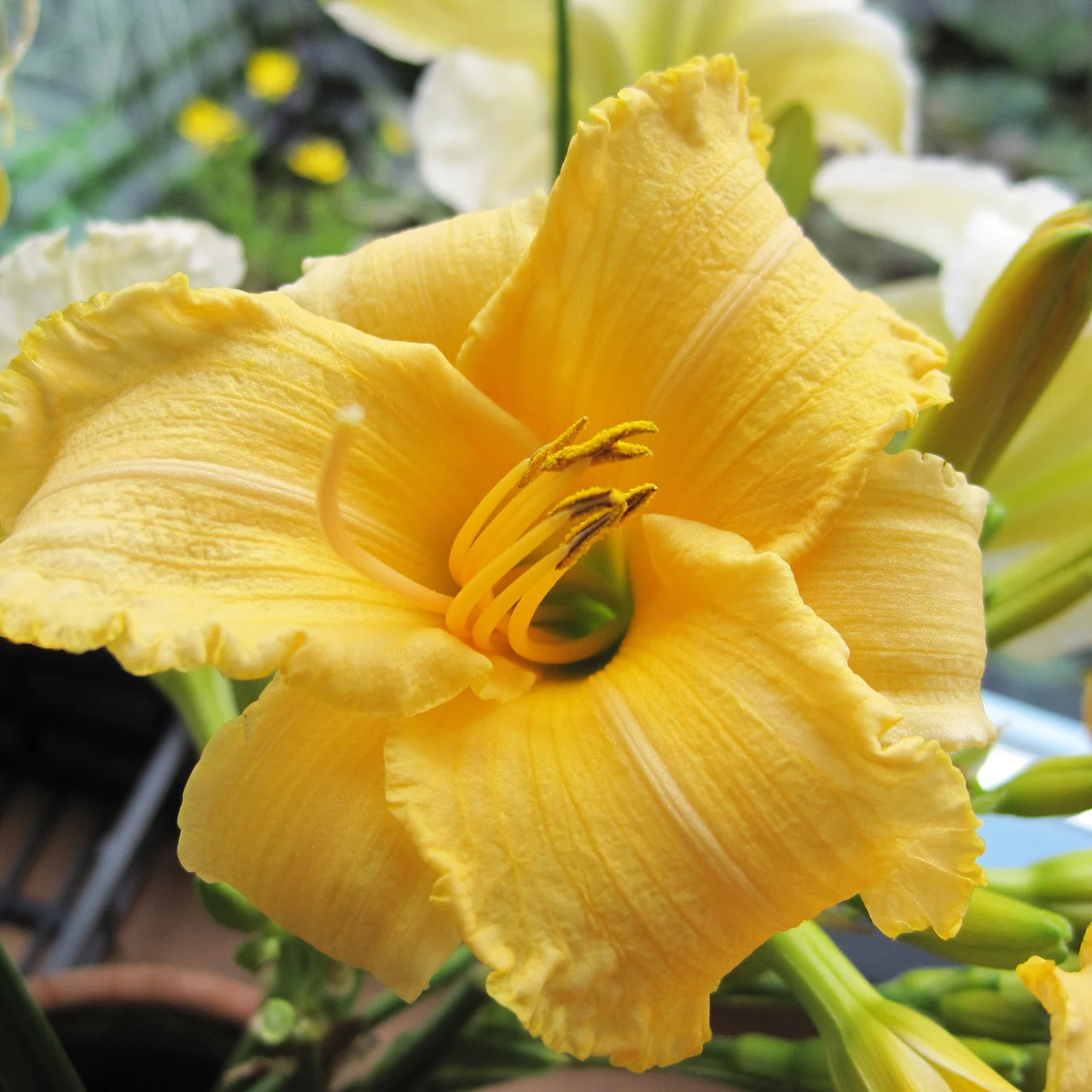 Hémérocalle 'Winnie the Pooh'