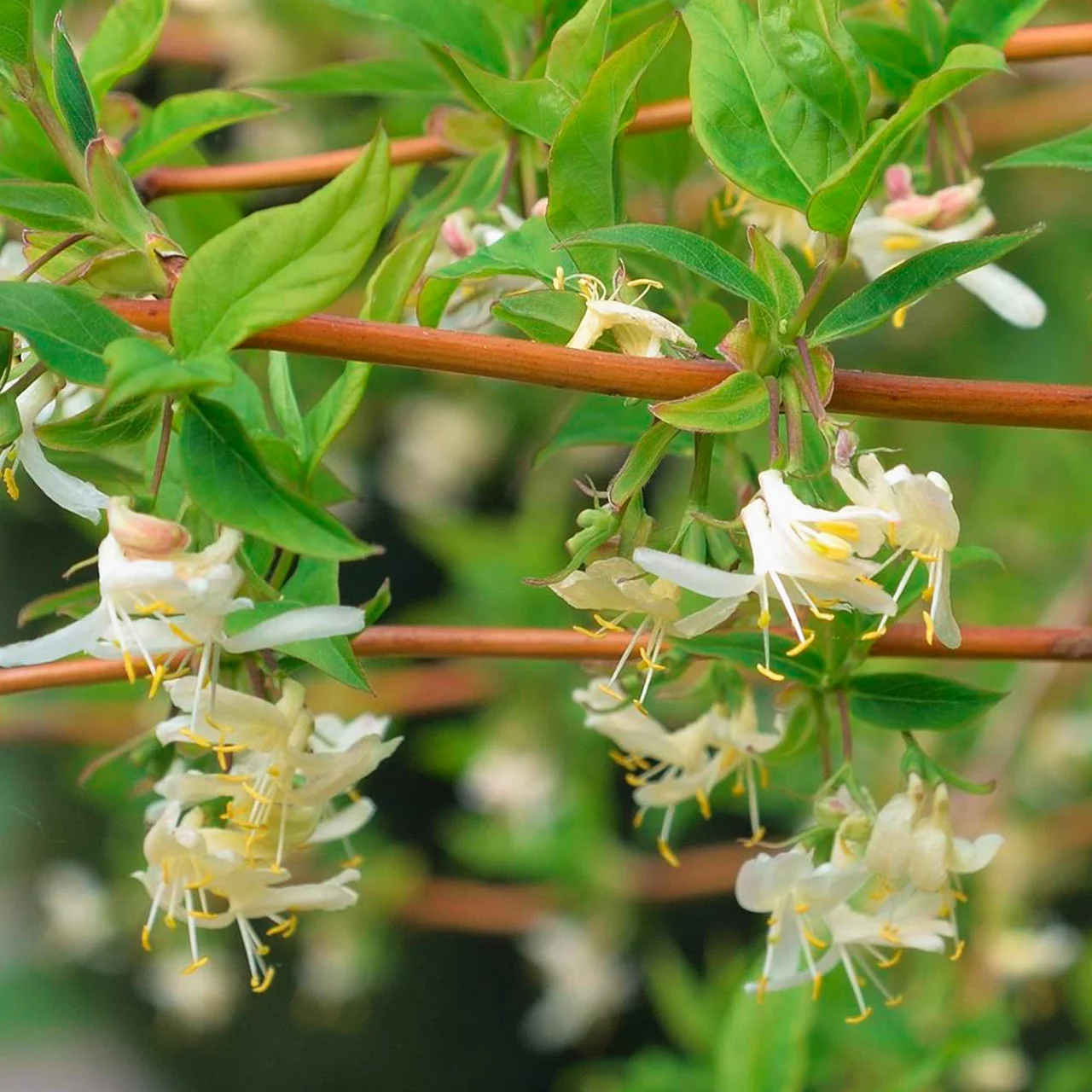 Chèvrefeuille d'hiver | © R. Rombach Pflanzenproduktion