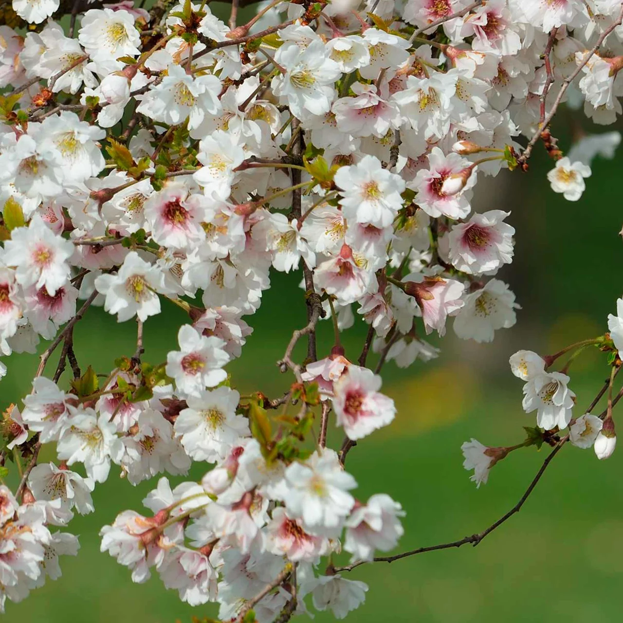 Zierkirsche 'Hally Jolivette' | © R. Rombach Pflanzenproduktion