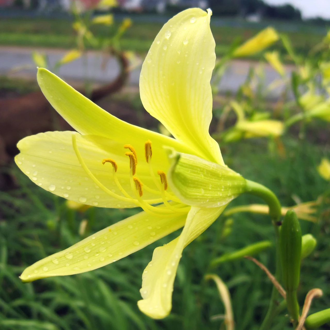 Hémérocalle citron