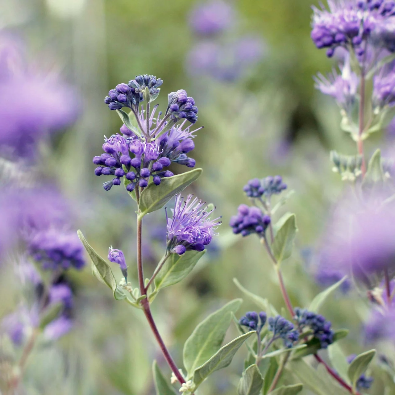 Spirée Barbe-Bleue 'Blauer Spatz' | © R. Rombach Pflanzenproduktion