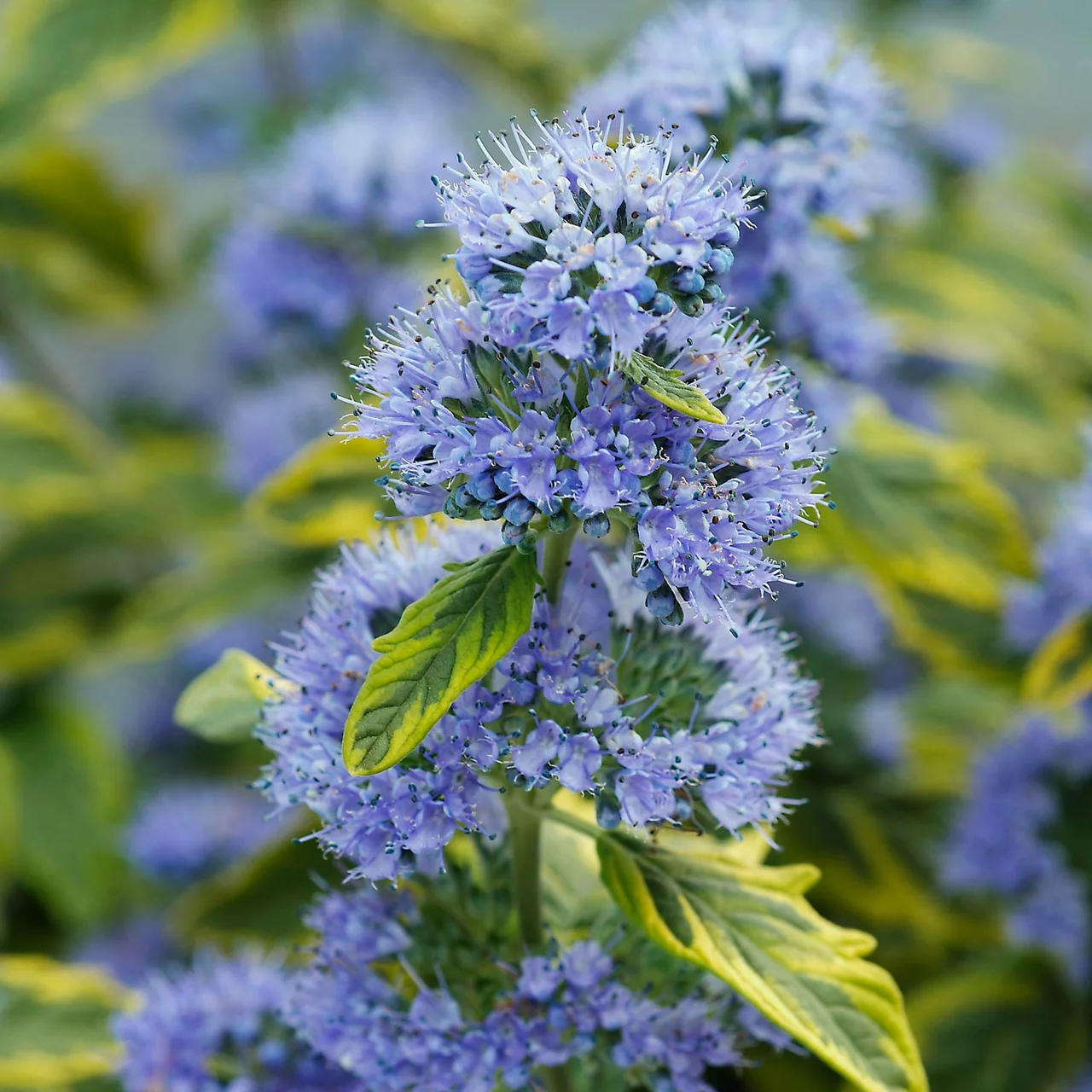 Spirée Barbe-Bleue Summer Sorbet | © R. Rombach Pflanzenproduktion