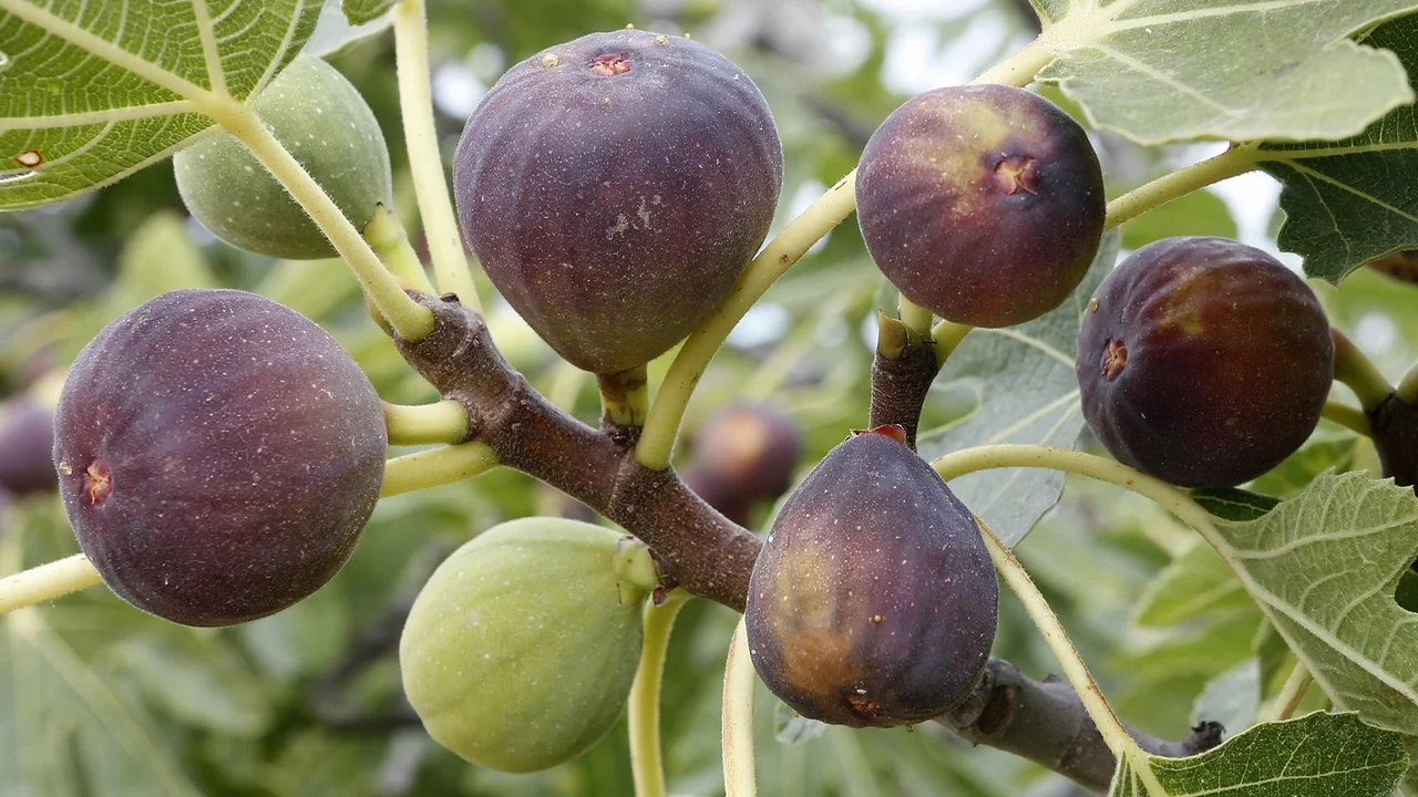 Feigenbaum Rouge de Bordeaux | © R. Rombach Pflanzenproduktion