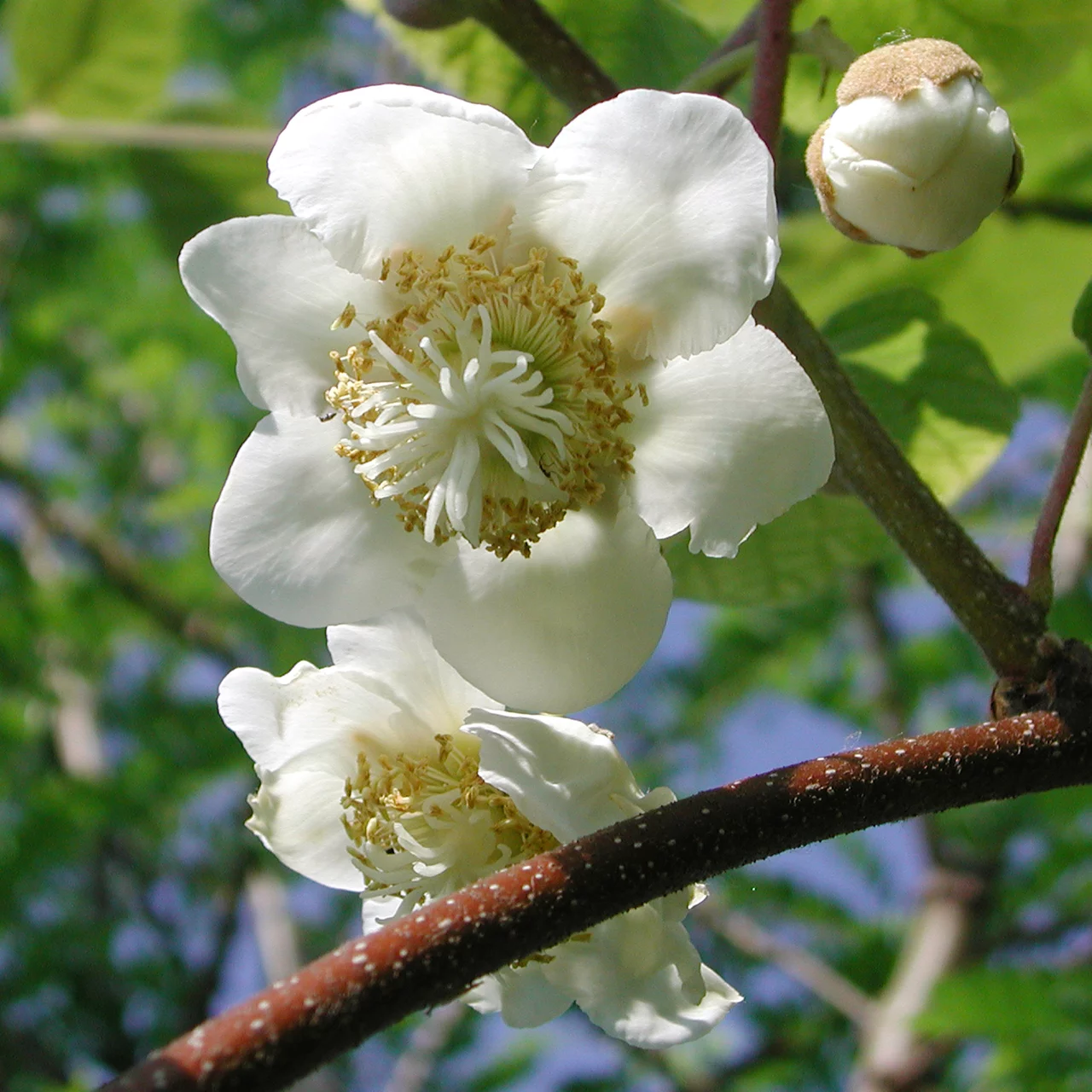 Duo-Kiwi Jenny / Tomuri | © Bio Baumschule Geers GbR