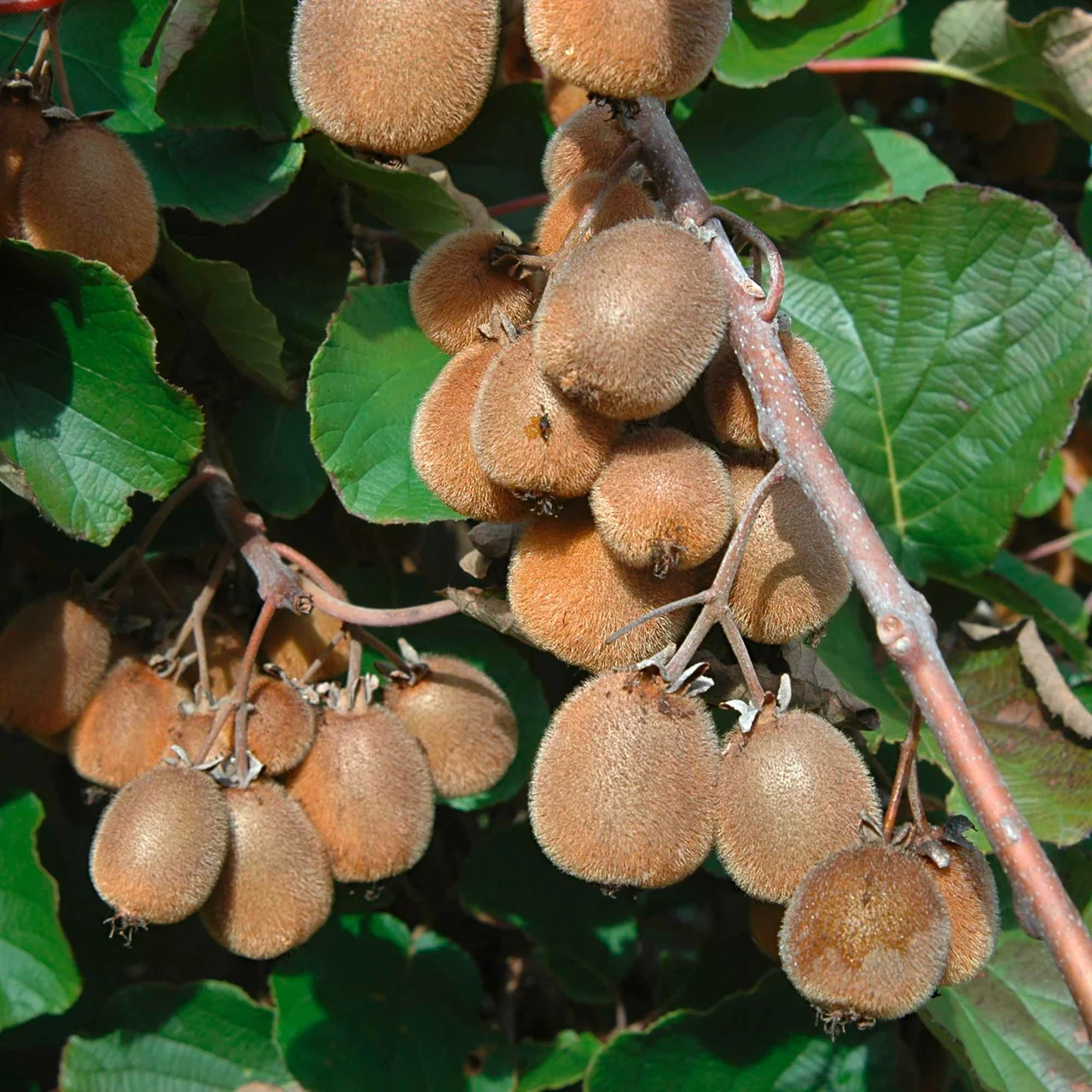 Kiwi Solissimo® renact® | © R. Rombach Pflanzenproduktion