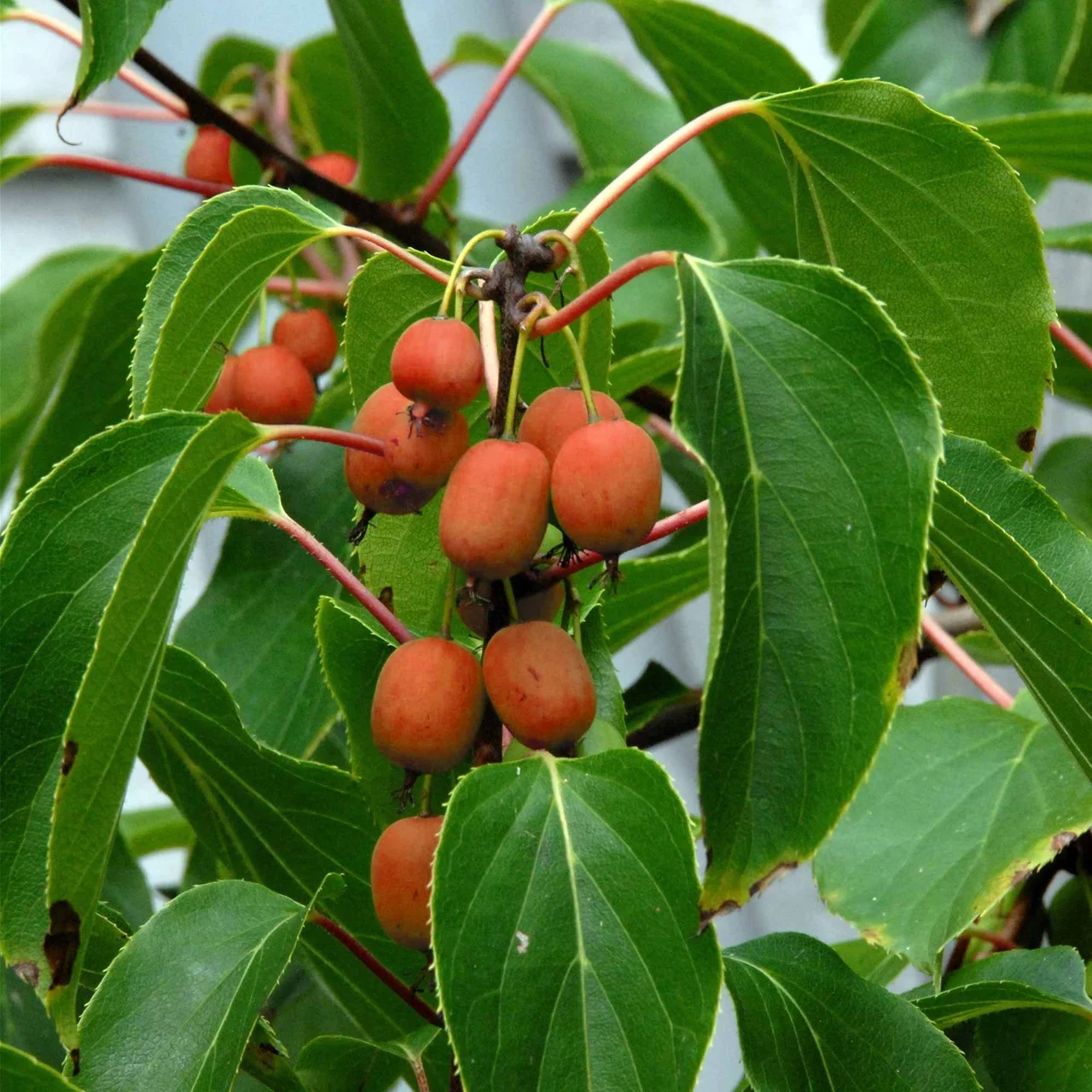 Mini-Kiwi Ananaskaja | © R. Rombach Pflanzenproduktion