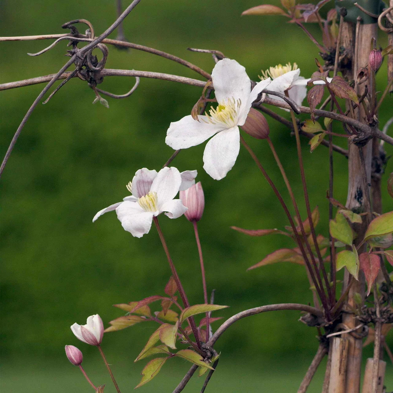 Clématite des montagnes | © R. Rombach Pflanzenproduktion