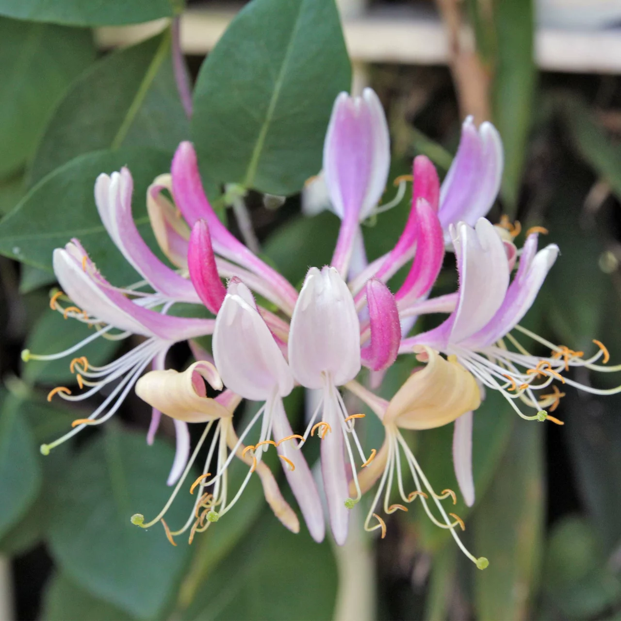 Kletterpflanze Gartengeissblatt | © R. Rombach Pflanzenproduktion