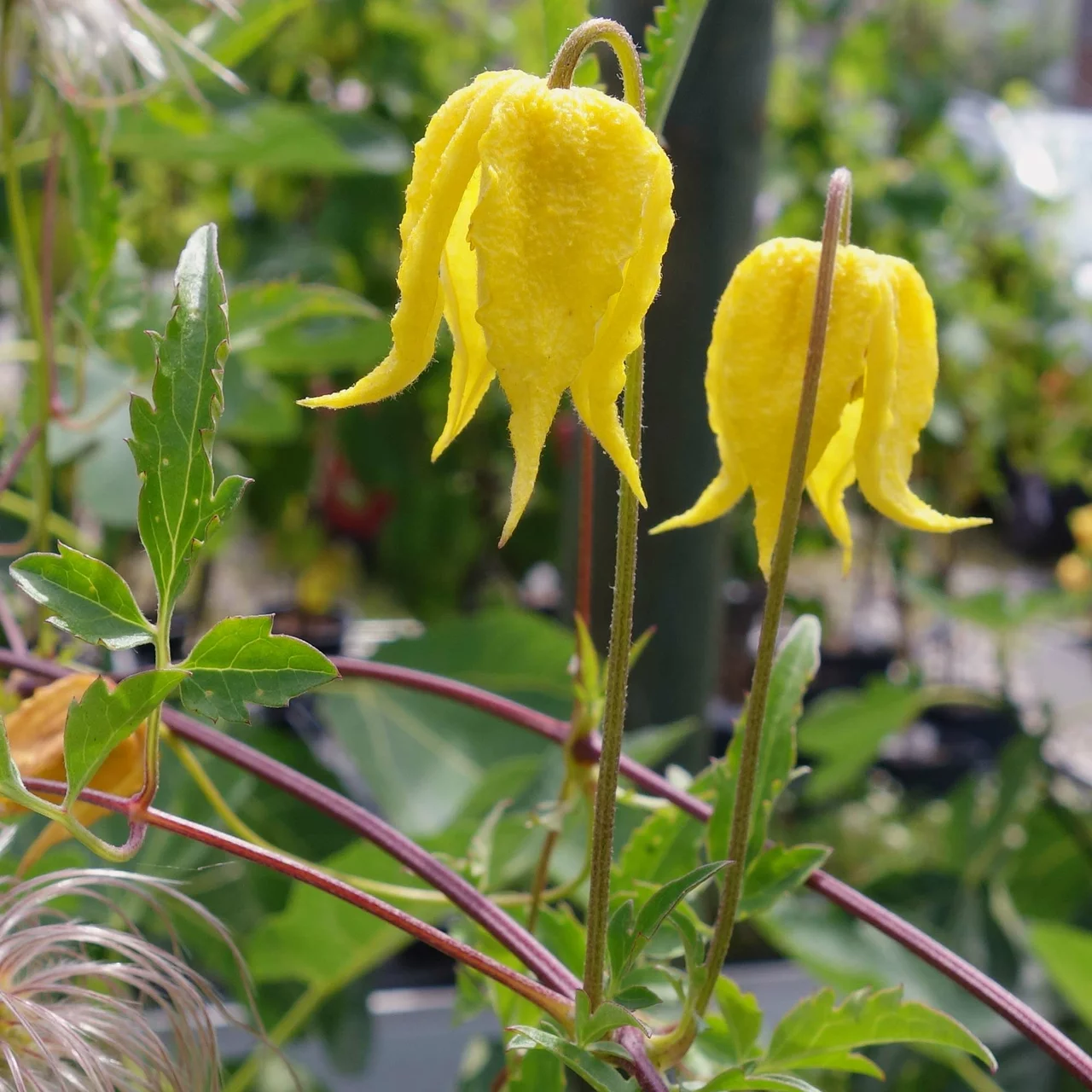 Goldwaldrebe 'Lampton Park' | © R. Rombach Pflanzenproduktion