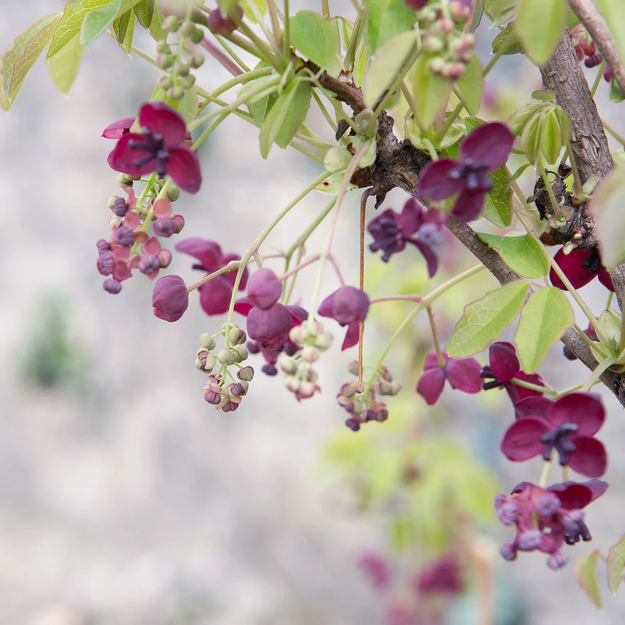 Akébie | © R. Rombach Pflanzenproduktion