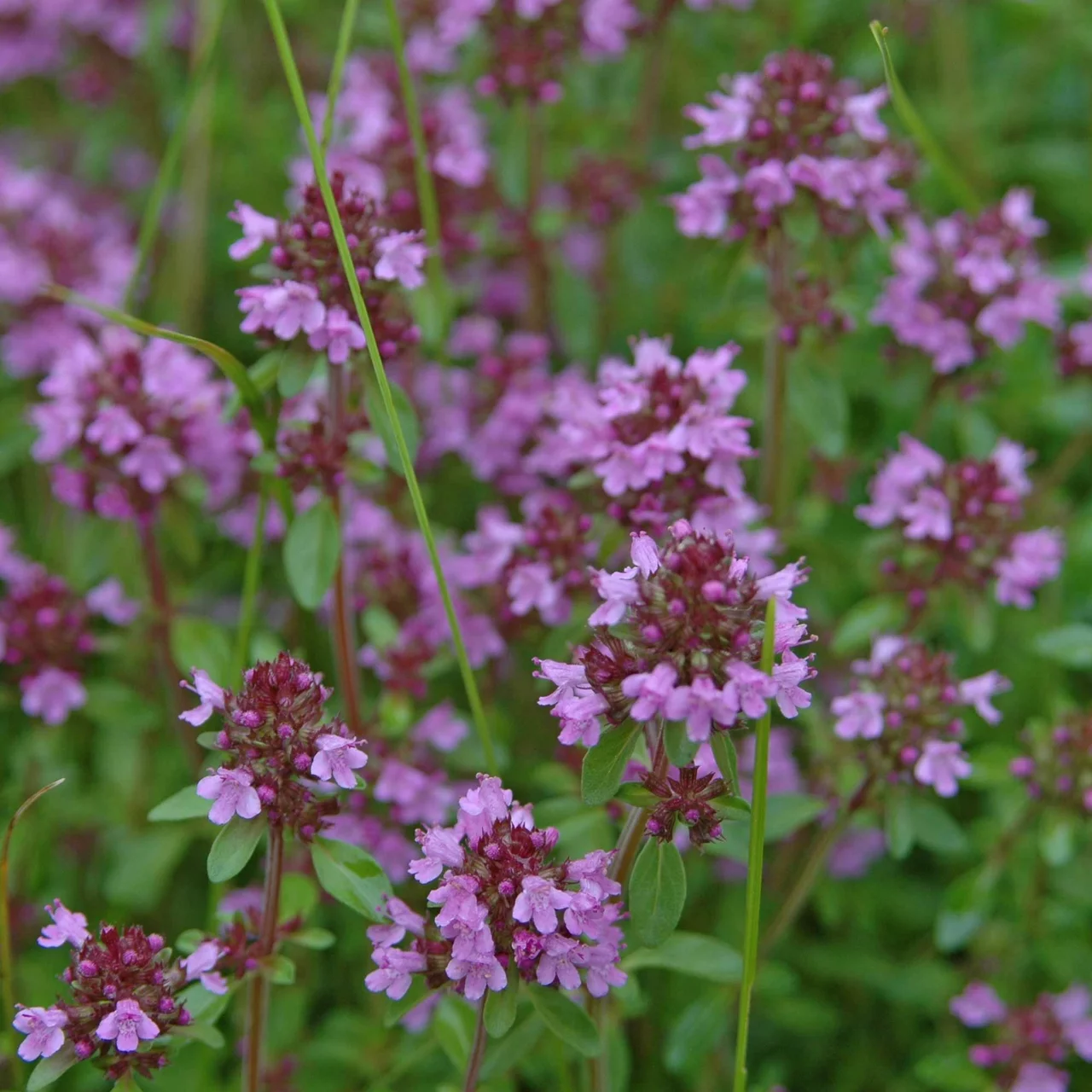 Thym (plante médicinale) | © Hospenthal-Kägi AG