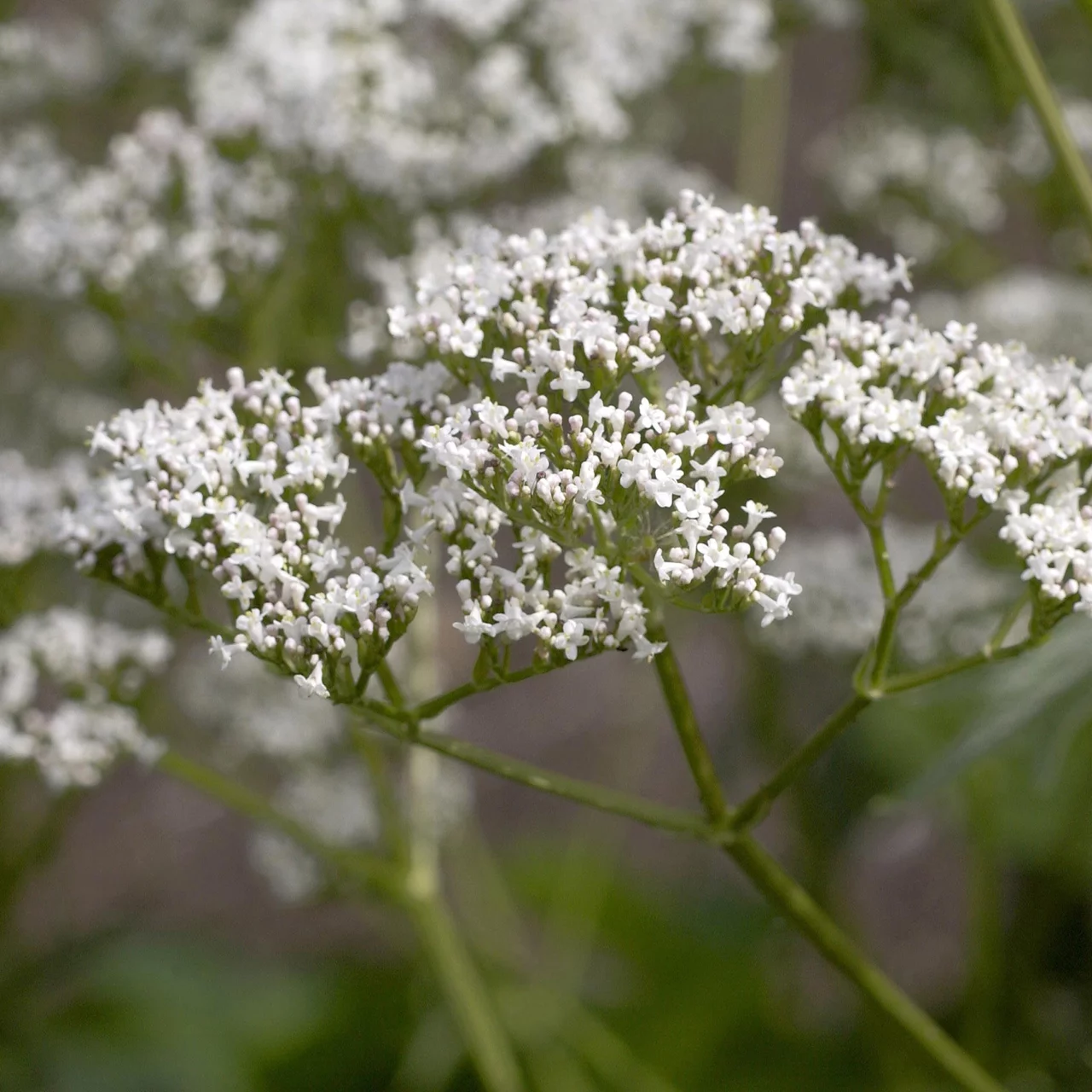 Valériane officinale | © Hospenthal-Kägi AG