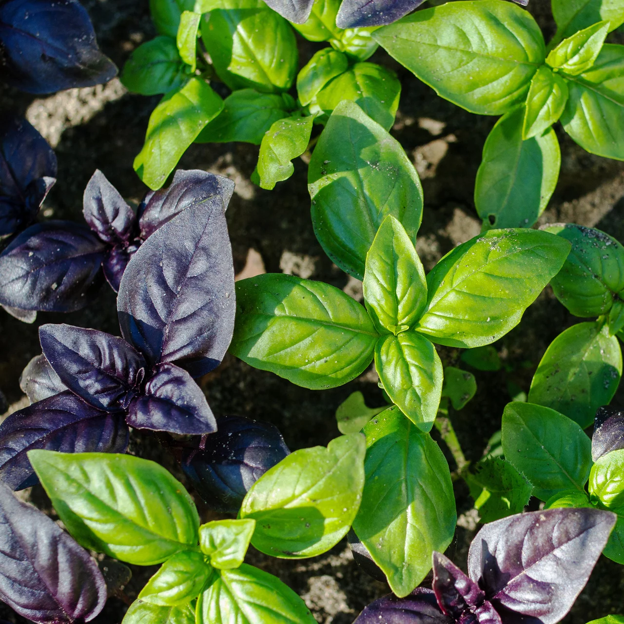 Bio-Kräuter Basilikum mix grün-rot | © Max Schwarz AG