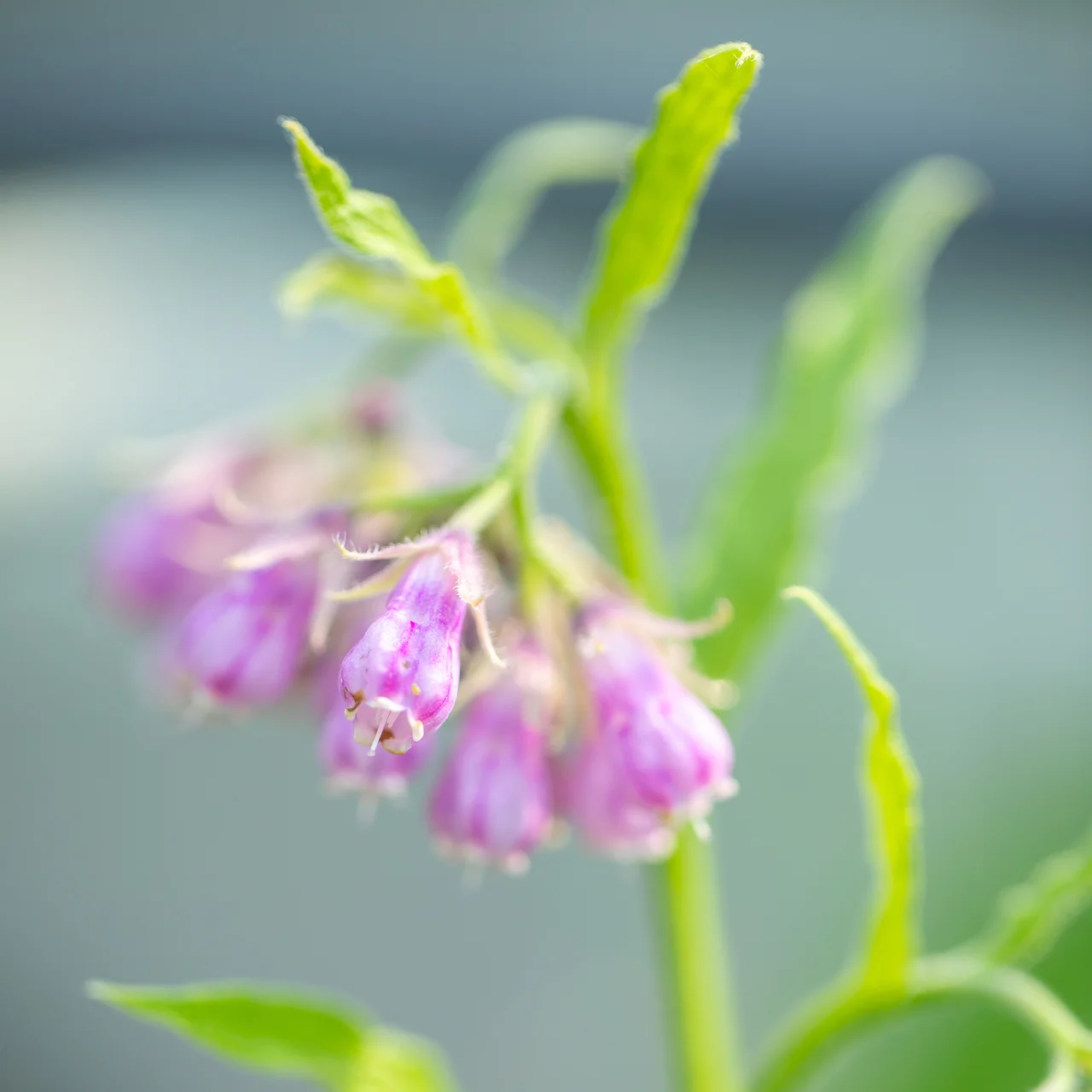 tropfbewässerung dünger Dose & Grow – Düngung + Gartenbewässerung main image 0