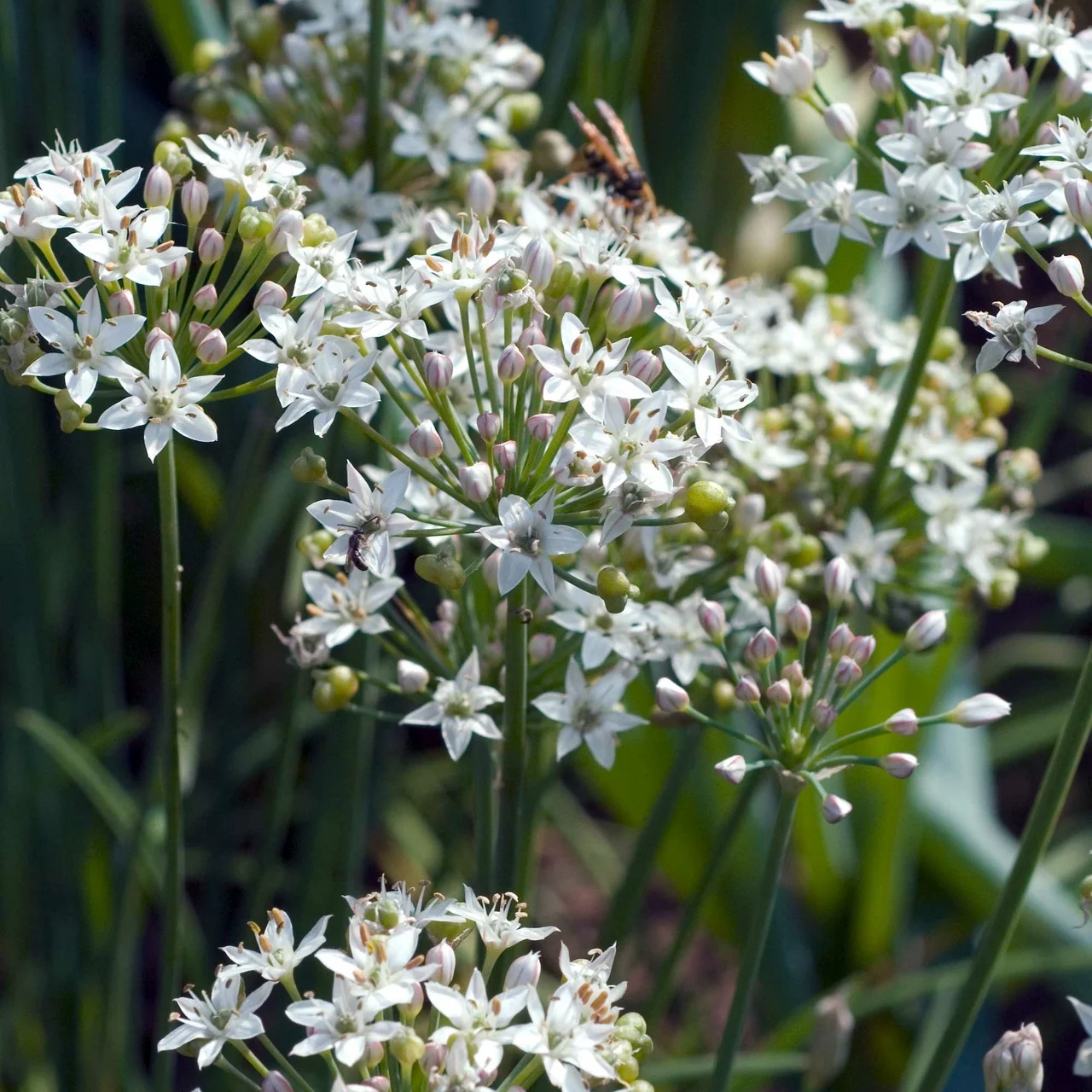 Ciboule de Chine | © Hospenthal-Kägi AG