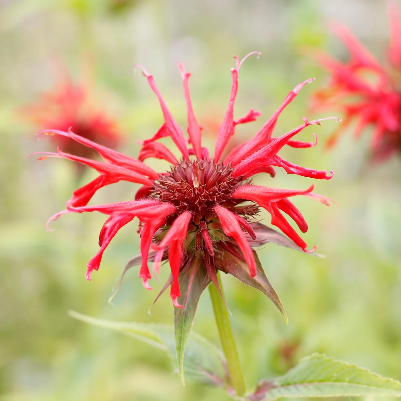 Goldmelisse | © Hospenthal-Kägi AG