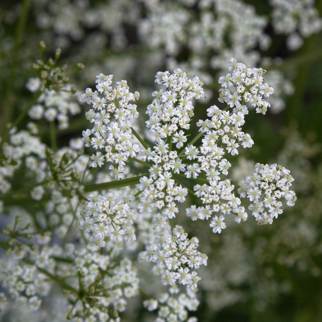 Carvi ou cumin des prés | © Hospenthal-Kägi AG