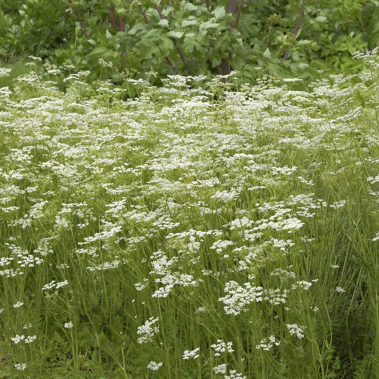 Carvi ou cumin des prs  Plantes aromatiques biologiques