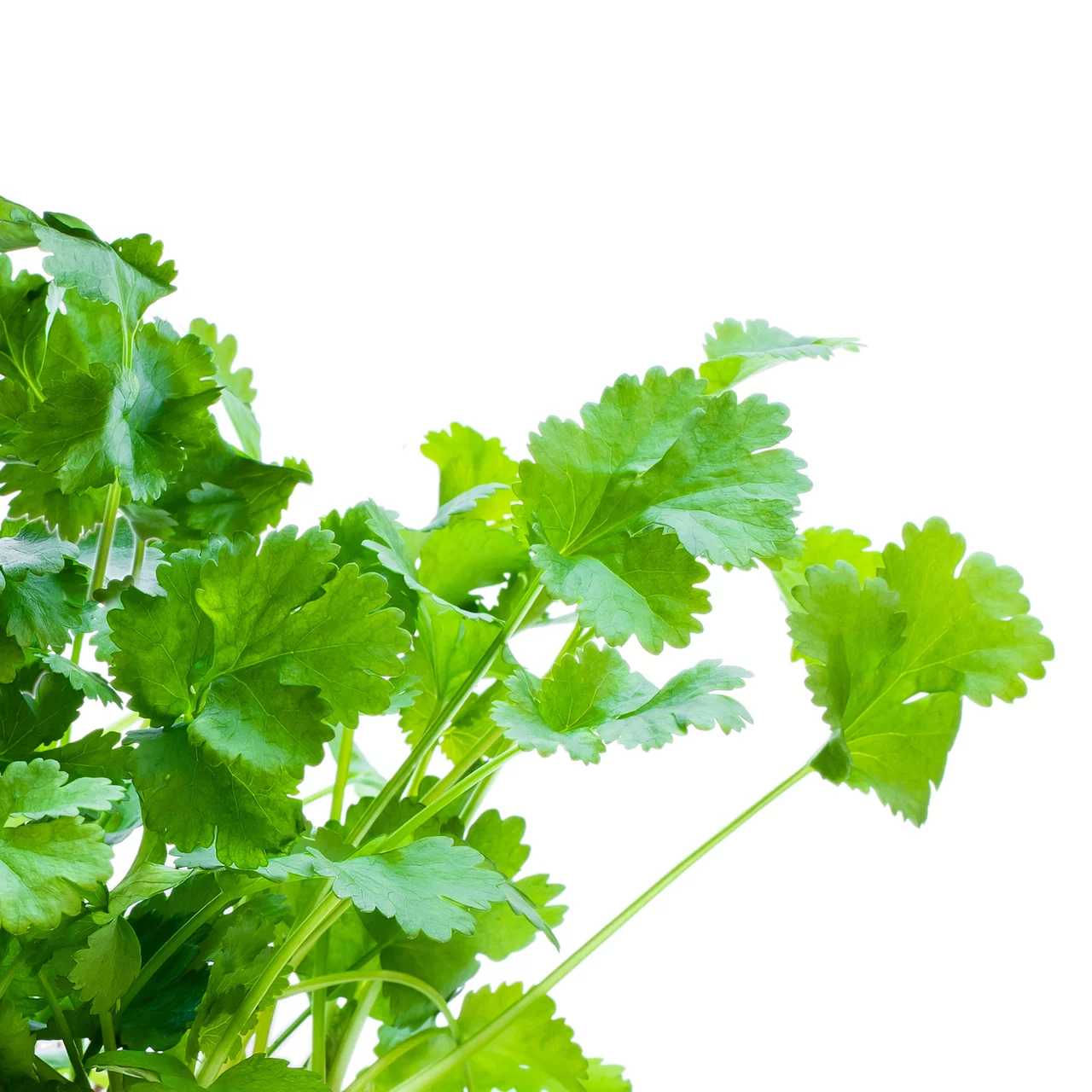 Coriandre bio  Plantes aromatiques biologiques robustes