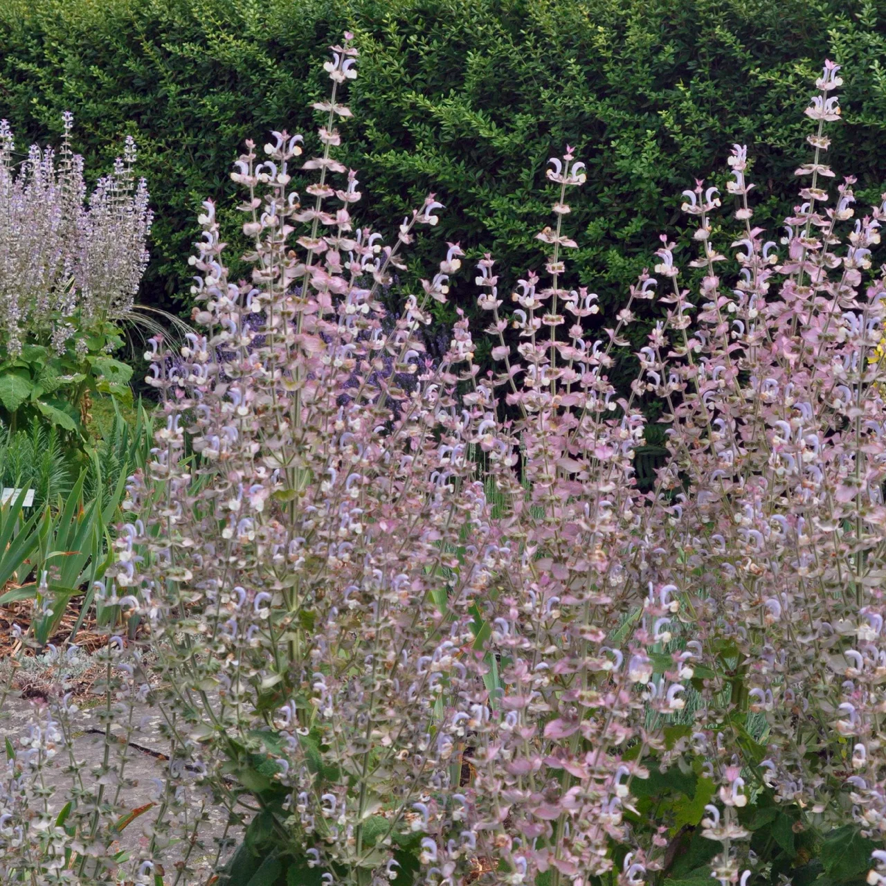 Muskateller-Salbei | © Hospenthal-Kägi AG